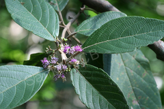 Callicarpa tomentosa
